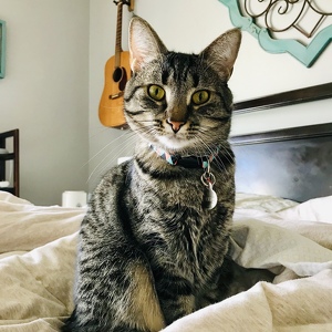 Team Page: Team Violet